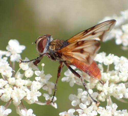Ectophasia oblonga